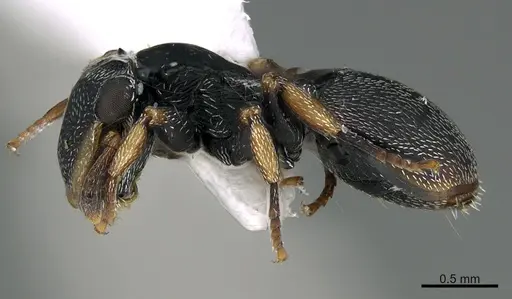 Cephalotes minutus specimen CASENT0923582 image casent0923582_1