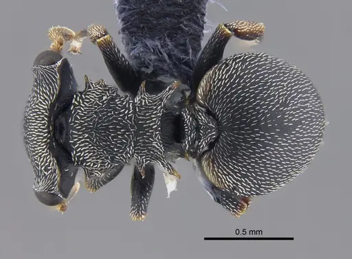 Cephalotes minutus specimen CBUMAGENT41888 image cbumagent41888_1
