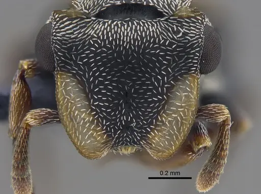 Cephalotes minutus specimen CBUMAGENT41888 image cbumagent41888_2