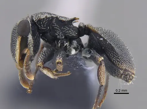 Cephalotes minutus specimen CBUMAGENT41888 image cbumagent41888_3