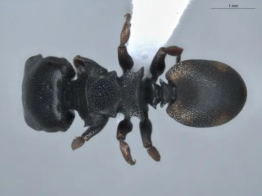 Cephalotes minutus specimen ECOFOG-BUG-0029-02 image ecofog-bug-0029-02_1
