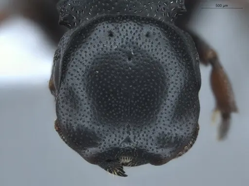 Cephalotes minutus specimen ECOFOG-BUG-0029-02 image ecofog-bug-0029-02_2