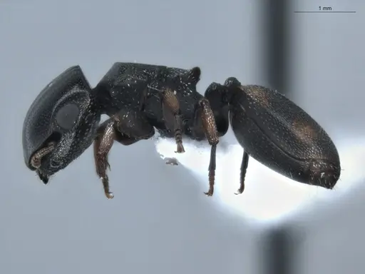 Cephalotes minutus specimen ECOFOG-BUG-0029-02 image ecofog-bug-0029-02_3