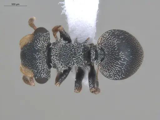 Cephalotes minutus specimen ECOFOG-CSG15-0076-02 image ecofog-csg15-0076-02_1