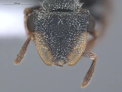 Cephalotes minutus specimen ECOFOG-CSG15-0076-02 image ecofog-csg15-0076-02_2