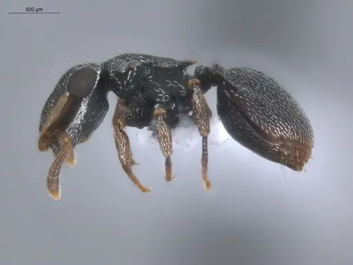 Cephalotes minutus specimen ECOFOG-CSG15-0076-02 image ecofog-csg15-0076-02_3