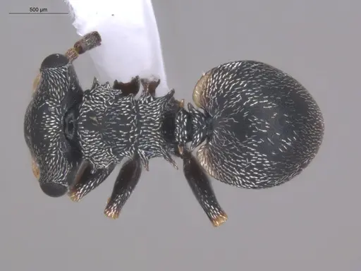 Cephalotes minutus specimen ECOFOG-TR17-0226-11 image ecofog-tr17-0226-11_1