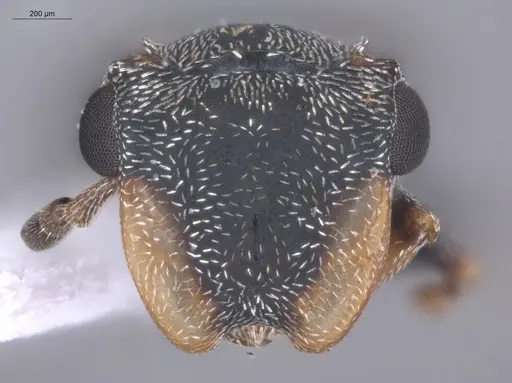 Cephalotes minutus specimen ECOFOG-TR17-0226-11 image ecofog-tr17-0226-11_2