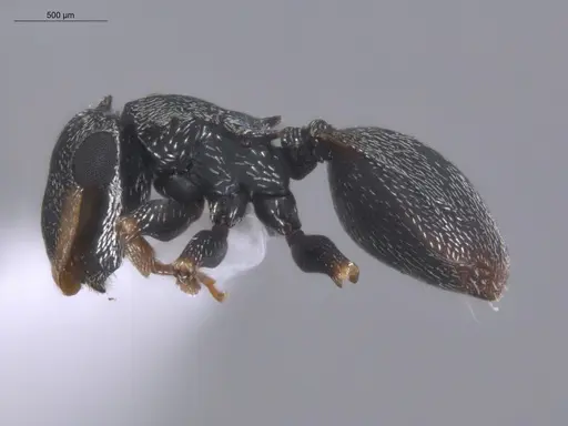 Cephalotes minutus specimen ECOFOG-TR17-0226-11 image ecofog-tr17-0226-11_3