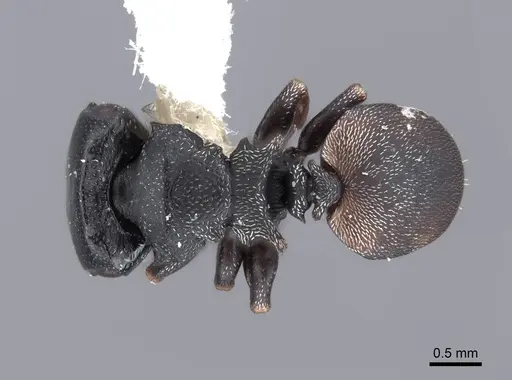 Cephalotes minutus specimen FMNHINS0000047257 image fmnhins0000047257_1