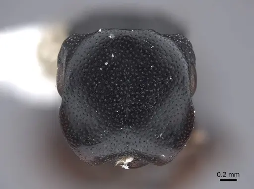Cephalotes minutus specimen FMNHINS0000047257 image fmnhins0000047257_2