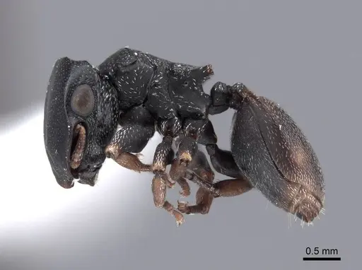 Cephalotes minutus specimen FMNHINS0000047257 image fmnhins0000047257_3