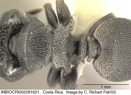 Cephalotes minutus specimen INBIOCRI002281621 image inbiocri002281621_1