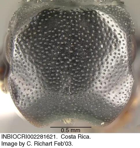 Cephalotes minutus specimen INBIOCRI002281621 image inbiocri002281621_2