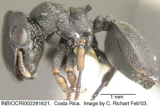 Cephalotes minutus specimen INBIOCRI002281621 image inbiocri002281621_3