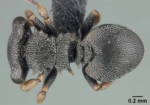Cephalotes minutus specimen USNMENT01124208 image usnment01124208_1