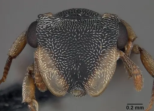 Cephalotes minutus specimen USNMENT01124208 image usnment01124208_2