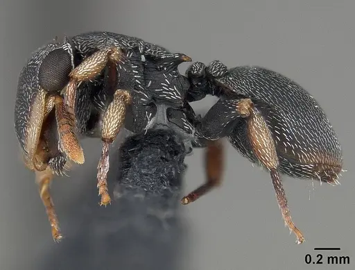Cephalotes minutus specimen USNMENT01124208 image usnment01124208_3