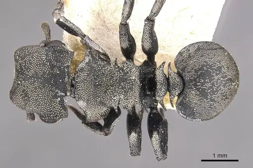 Cephalotes mompox specimen CASENT0909266 image casent0909266_1