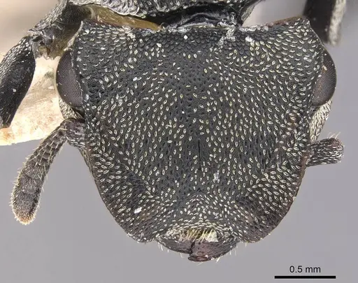 Cephalotes mompox specimen CASENT0909266 image casent0909266_2