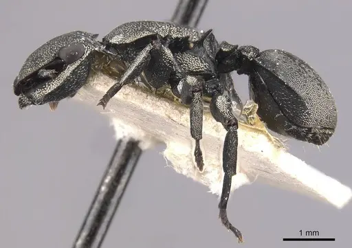 Cephalotes mompox specimen CASENT0909266 image casent0909266_3