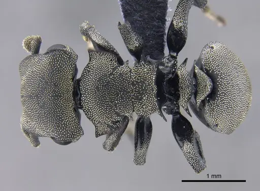 Cephalotes mompox specimen CBUMAGENT41889 image cbumagent41889_1
