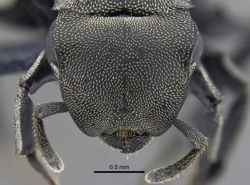 Cephalotes mompox specimen CBUMAGENT41889 image cbumagent41889_2