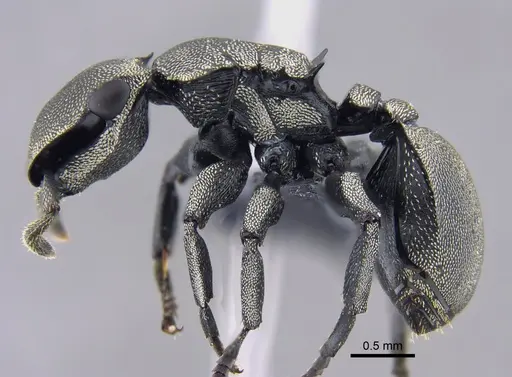 Cephalotes mompox specimen CBUMAGENT41889 image cbumagent41889_3