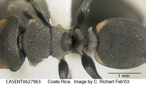 Cephalotes multispinosus specimen CASENT0627963 image casent0627963_1