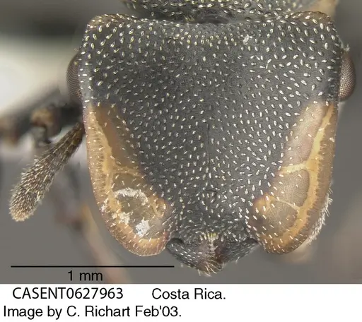 Cephalotes multispinosus specimen CASENT0627963 image casent0627963_2