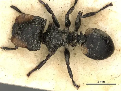 Cephalotes multispinosus specimen CASENT0900241 image casent0900241_1