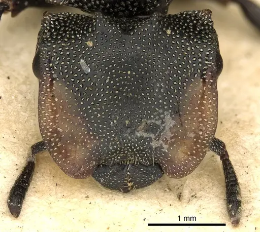 Cephalotes multispinosus specimen CASENT0900241 image casent0900241_2
