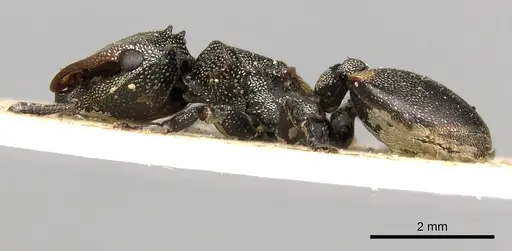 Cephalotes multispinosus specimen CASENT0900241 image casent0900241_3