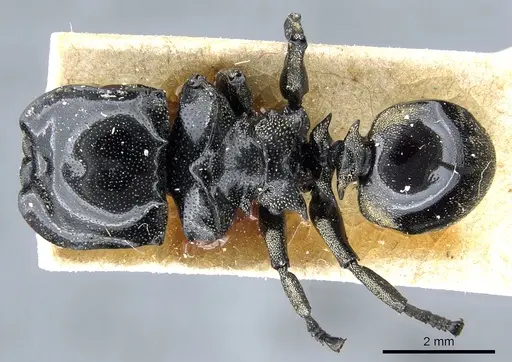 Cephalotes multispinosus specimen CASENT0904901 image casent0904901_1