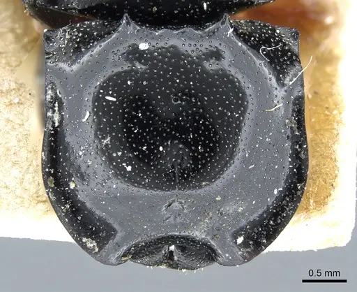 Cephalotes multispinosus specimen CASENT0904901 image casent0904901_2