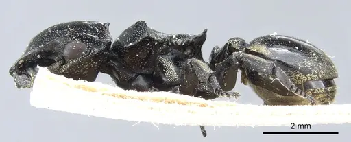 Cephalotes multispinosus specimen CASENT0904901 image casent0904901_3