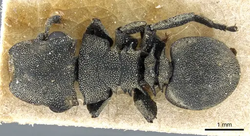 Cephalotes multispinosus specimen CASENT0904902 image casent0904902_1