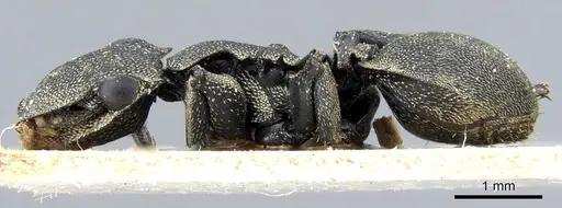 Cephalotes multispinosus specimen CASENT0904902 image casent0904902_3