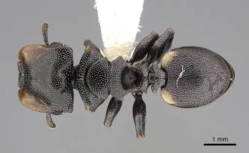 Cephalotes multispinosus specimen CASENT0922608 image casent0922608_1