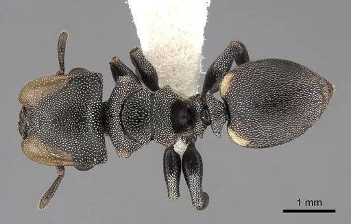 Cephalotes multispinosus specimen CASENT0922609 image casent0922609_1