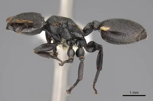 Cephalotes multispinosus specimen CASENT0922609 image casent0922609_4