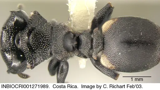 Cephalotes multispinosus specimen INBIOCRI001271989 image inbiocri001271989_1