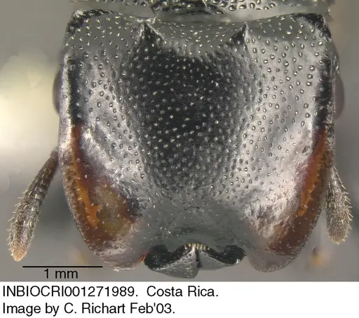 Cephalotes multispinosus specimen INBIOCRI001271989 image inbiocri001271989_2