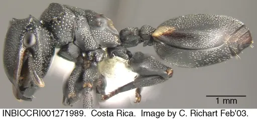 Cephalotes multispinosus specimen INBIOCRI001271989 image inbiocri001271989_3