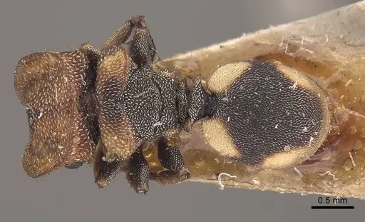 Cephalotes notatus specimen CASENT0919600 image casent0919600_1