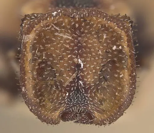 Cephalotes notatus specimen CASENT0919600 image casent0919600_2