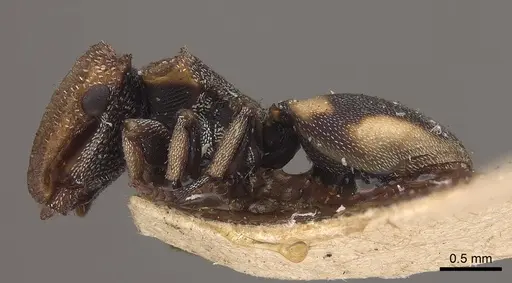 Cephalotes notatus specimen CASENT0919600 image casent0919600_3