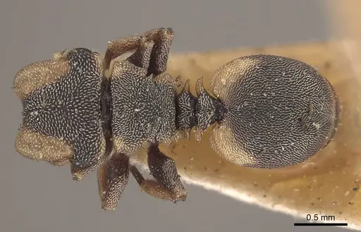 Cephalotes notatus specimen CASENT0919601 image casent0919601_1
