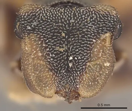 Cephalotes notatus specimen CASENT0919601 image casent0919601_2