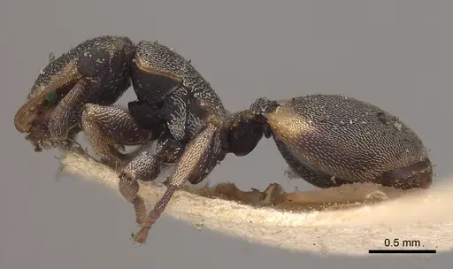 Cephalotes notatus specimen CASENT0919601 image casent0919601_3